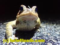 /home//u458753944/public_html/sourcegallery/////Roxborough Toad Detour/2022/2022-03-17/P3170865.JPG